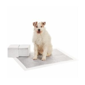 Pet Training and Behavior Aids for Better Everyday Pet Care